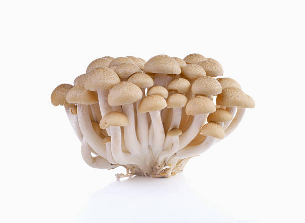 istock Bunch of brown beech mushrooms 490818204