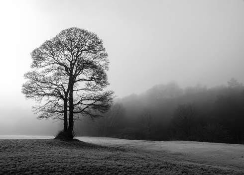 A black & white image of a single bare solitary tree on a cold misty morning.