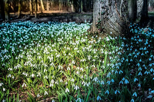 snowdrops - autumn leaf single flower flower fotografías e imágenes de stock