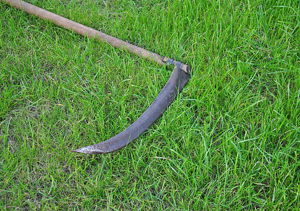 istock Scuthe on the green lawn 490819666