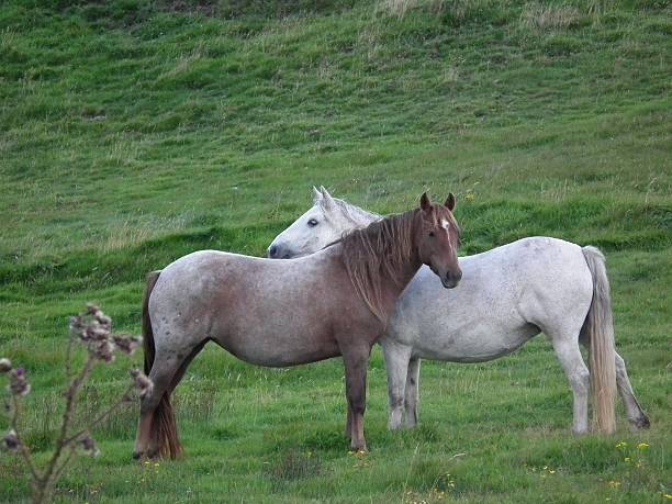 istock Pair of loving horses 490821137