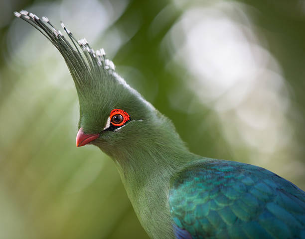 istock Head shot of Schalow's Turaco (Tauraco schalowi) 490821535