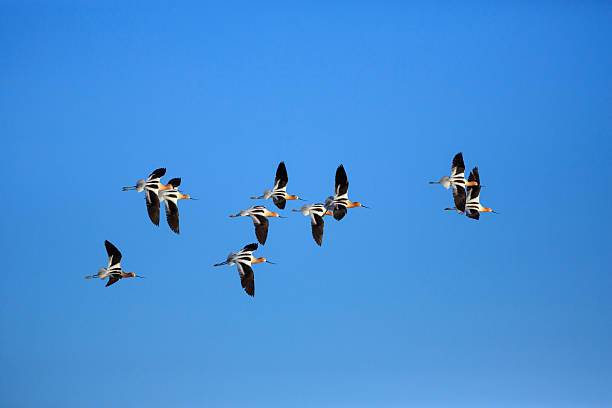 istock American Avocet 490822027