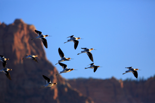 American Avocets (Recurvirostra americana) fly over the Arizona Strip desert during spring migration, with the Short Creek Vermilion Cliffs as a backdrop, nearby the Utah/Arizona border.