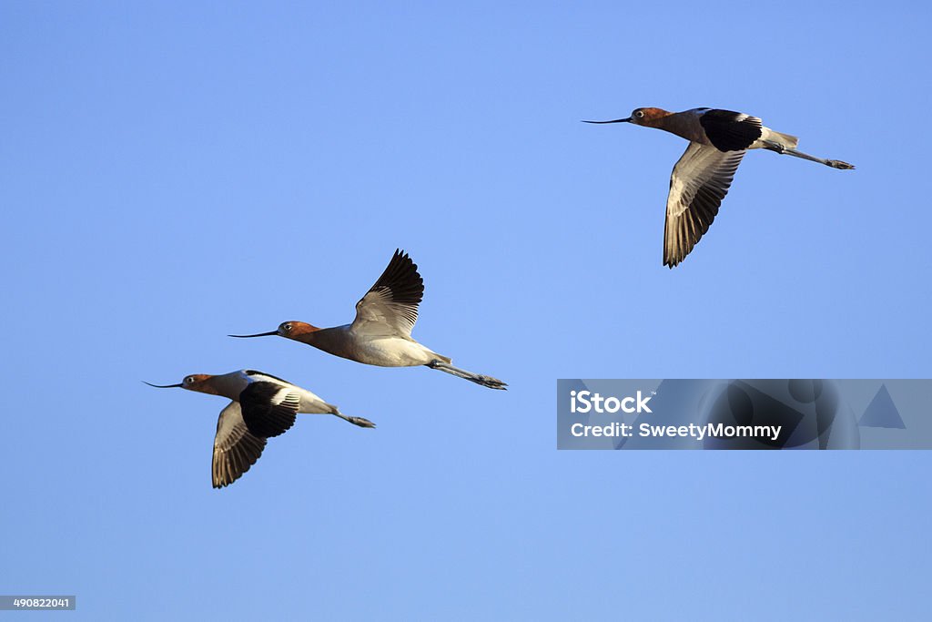 3 American Avocets in Flight Three American Avocets (Recurvirostra americana) fly over a small agricultural pond in northern Arizona during spring migration (April). Animal Stock Photo