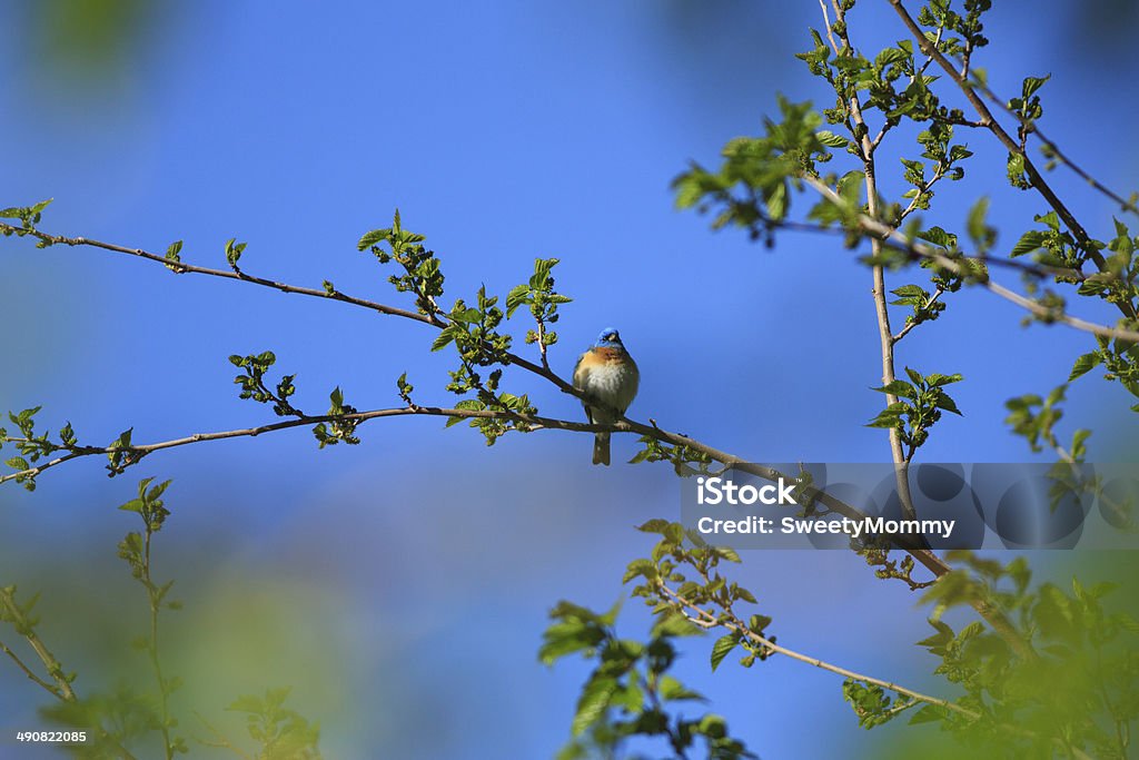 Azulillo lazulito - Foto de stock de Aire libre libre de derechos