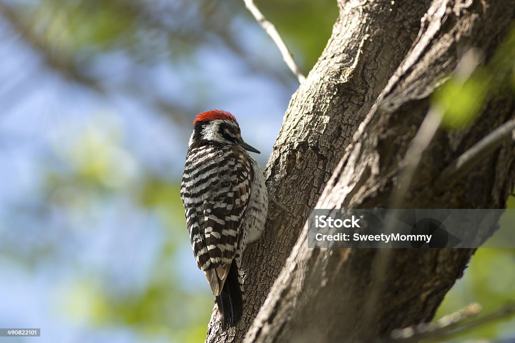 Escada-de-dorso-pica-pau - Foto de stock de Ladder-backed Woodpecker royalty-free