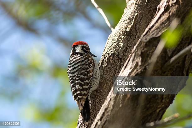 Foto de Escadadedorsopicapau e mais fotos de stock de Ladder-backed Woodpecker - Ladder-backed Woodpecker, Animais Machos, Animal