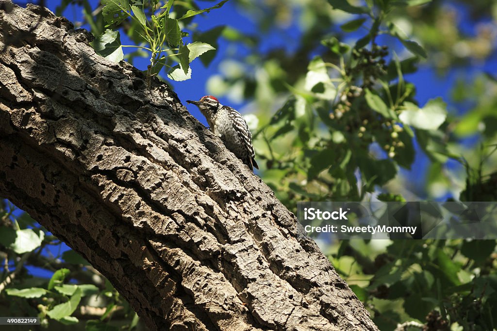 Escalera de carpintero en respaldo de Cottonwood - Foto de stock de Aire libre libre de derechos