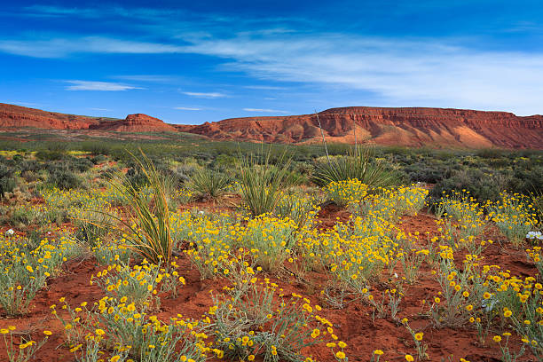 istock Utah Desert Wildflowers 490822167