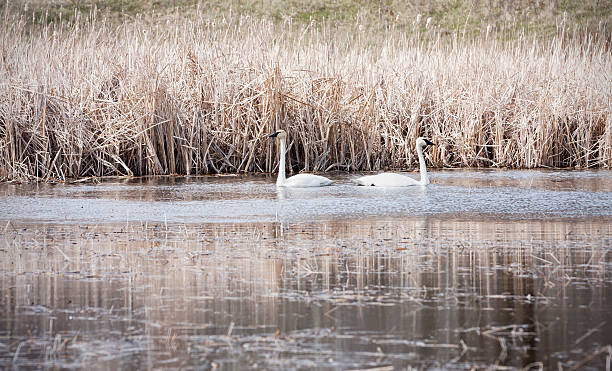 istock Pair of Trumpeter Swans 490822171