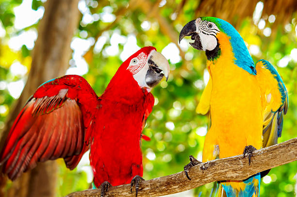 par de hermosa macaws - república dominicana fotografías e imágenes de stock