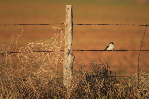 A Loggerhead Shrike (Lanius ludovicianus) perches on a barbed wire fence on the Arizona Strip in Northern Arizona.