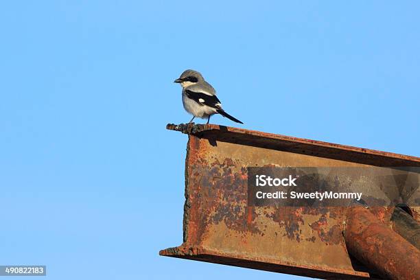 올라와 Shrike 올드 빔 0명에 대한 스톡 사진 및 기타 이미지 - 0명, 금속, 녹슨