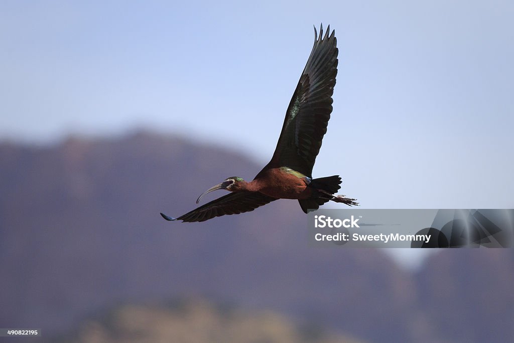 Ibis im Flug - Lizenzfrei Himmel Stock-Foto