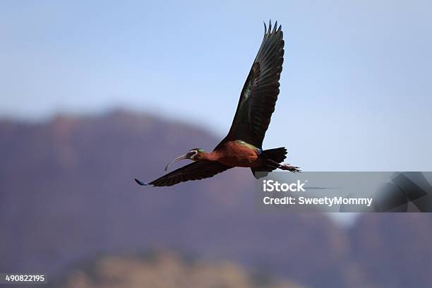 Ibis Im Flug Stockfoto und mehr Bilder von Himmel - Himmel, Vogel, Arizona