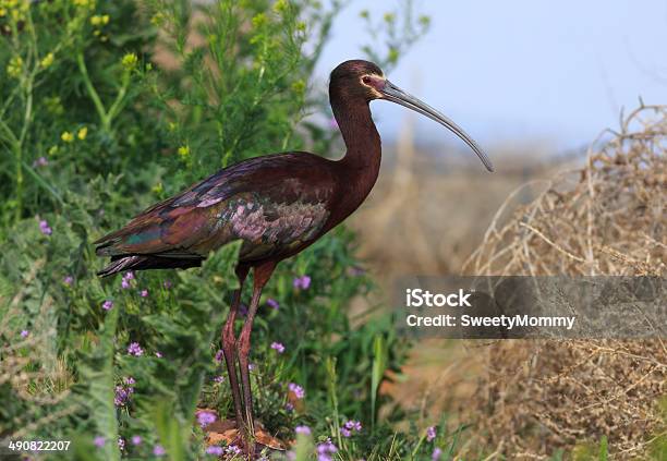 Íbisdefacebranca - Fotografias de stock e mais imagens de Animal - Animal, Animal selvagem, Ao Ar Livre