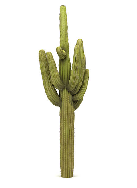 single cactus tree - saguaro kaktüsü stok fotoğraflar ve resimler