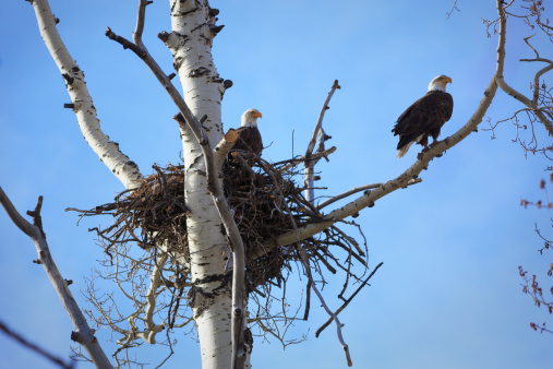 A pair of Bald Eagles (Haliaeetus Leucocephalus) construct a new nest in the spring of 2014 in the aspen forest nearby Kolob Reservoir in southern Utah, USA, located nearby Zion National Park. Nesting eagles are a rare sight in the Southwestern USA.