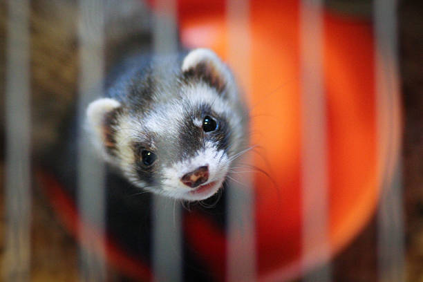Ferret in the cage Ferret in the cage looking at the camera polecat stock pictures, royalty-free photos & images