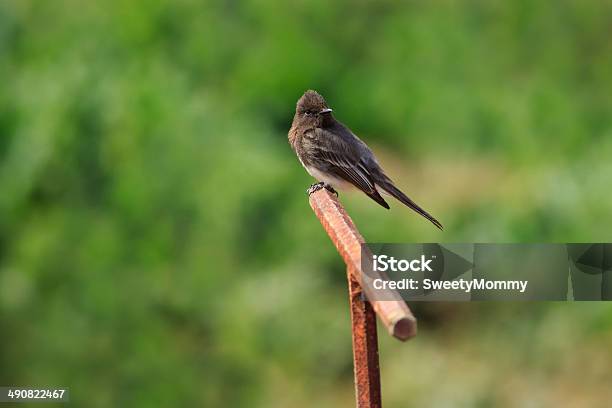 Nero Phoebe - Fotografie stock e altre immagini di Ambientazione esterna - Ambientazione esterna, Animale, Animale selvatico