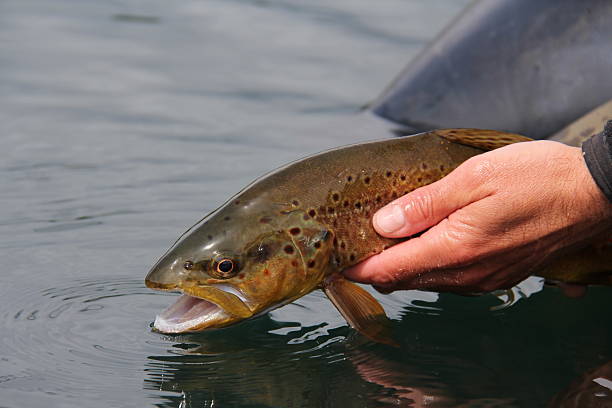 istock Flyfishing, catching and releasing a brown trout 490822549