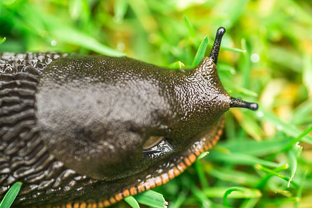 istock macro image of a brown garden slug 490823294