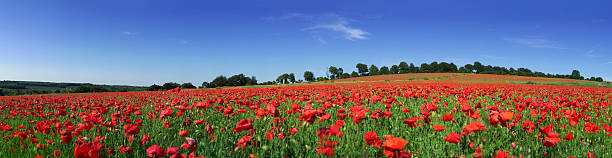 istock Field of poppies 490823427
