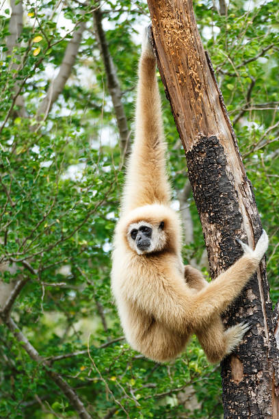 gibbon (hylobates lar) climb tree in forest ,chiangrai ,thailand - halk parkı lar stok fotoğraflar ve resimler