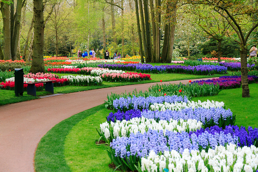 Colorful blooming tulips and other spring flowers in the Keukenhof Garden. Lisse, near Amsterdam, in the Bollenstreek  region, in Netherlands.