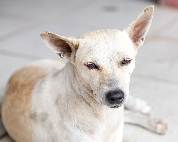 istock Stray Cream and Brown Mongrel Dog Resting on Tiles 490823621