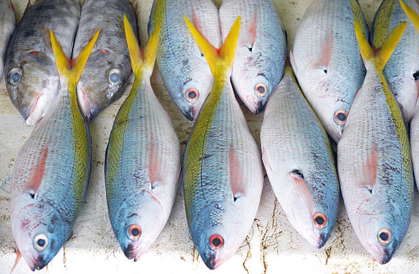 Fish market, Male, Maldives Rows of brightly coloured fish displayed for sale in a Male fish market, Maldives maldives fish market photos stock pictures, royalty-free photos & images