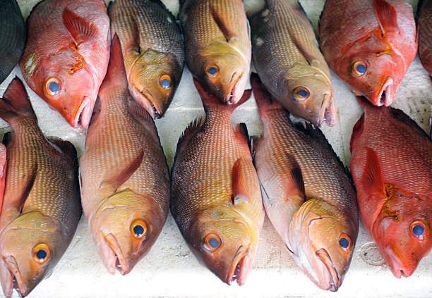 Fish on sale, Male, Maldives Rows of brightly coloured fish displayed for sale in a Male fish market, Maldives maldives fish market photos stock pictures, royalty-free photos & images