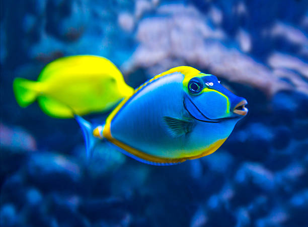 istock Colorful fish in aquarium 490824380