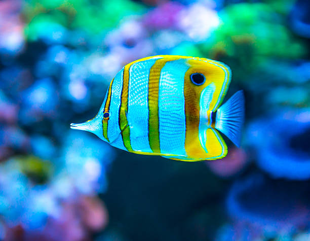 istock Colorful fish in aquarium 490824402