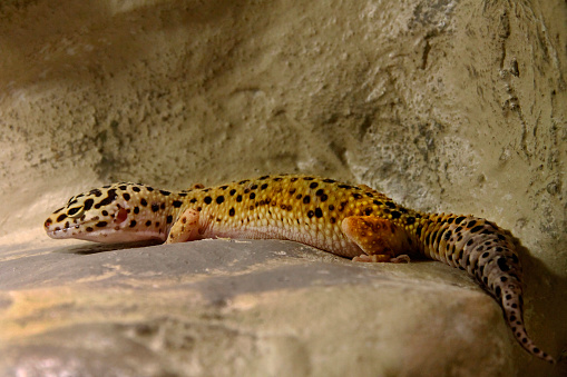 A small gecko in its habitat