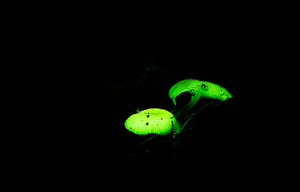 istock Mushroom growing in the dark 490825857