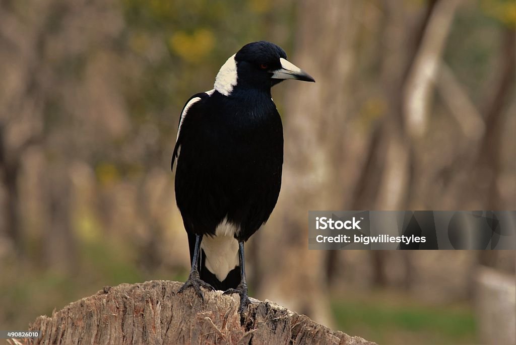 Australian Magpie Magpie searching for lunch 2015 Stock Photo