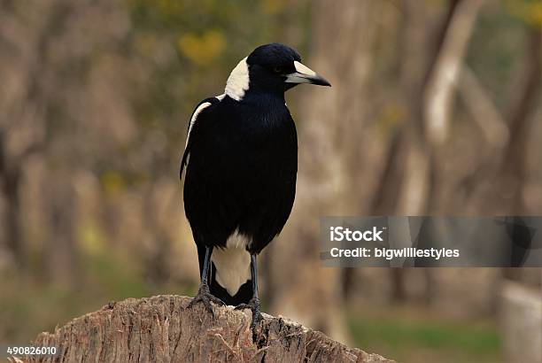 Australian Magpie Stock Photo - Download Image Now - 2015, Animal, Animal Body Part