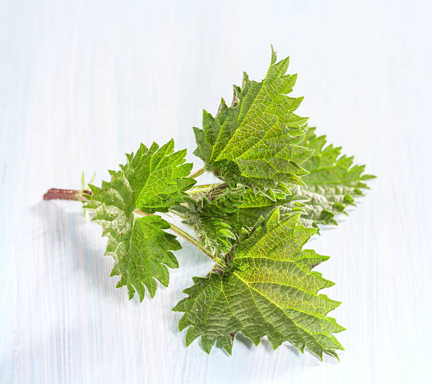 istock Fresh nettle leaves on a wooden table 490826077