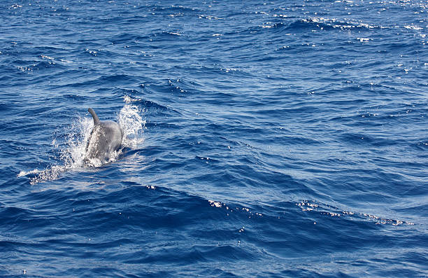 istock Dolphin in atlantic ocean. Azores island coastline 490827210