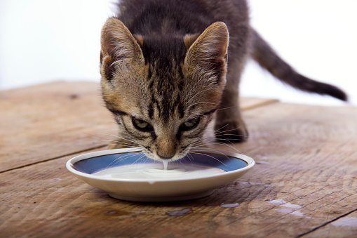 cat drinking a milk