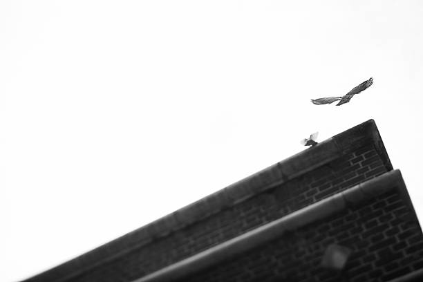 istock the bird flies away 490827902