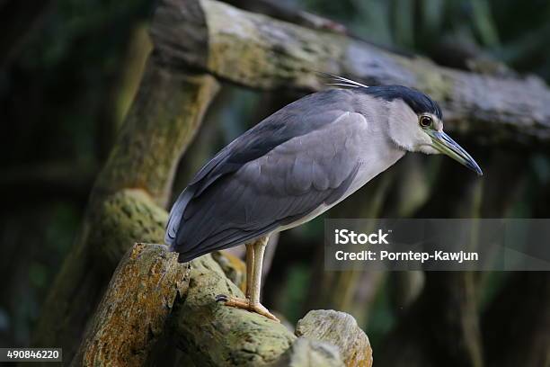 Blackcrowned Night Heron Stock Photo - Download Image Now - 2015, Adult, Animal