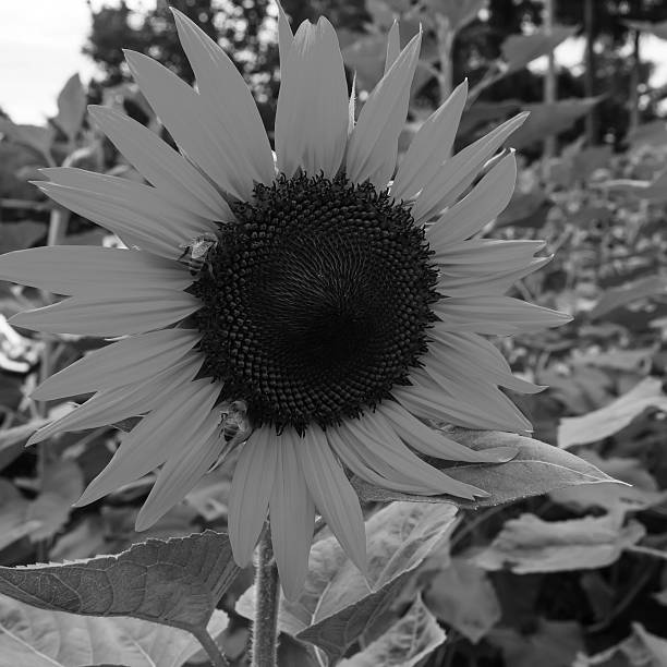 istock sunflower in the field black and white background 490846534