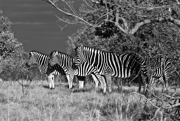 istock Zebra Trio in the Bushveld in a perfect formation 490847001