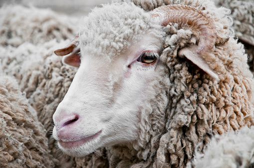 Tight portrait of a sheep during transhumance