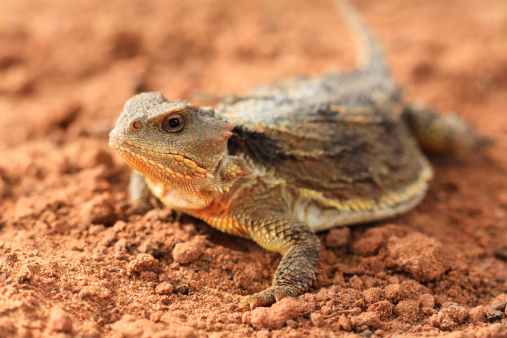 A Short-horned Lizard (Phrynosoma douglassi) crawls across the sandy ground in Utah.