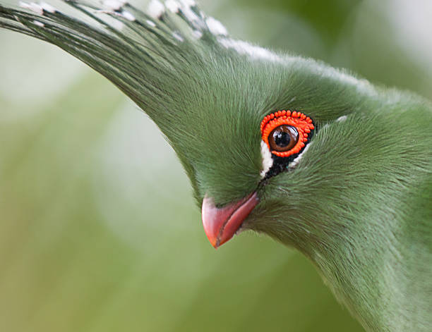 istock Head shot of Schalow's Turaco (Tauraco schalowi) 490847743