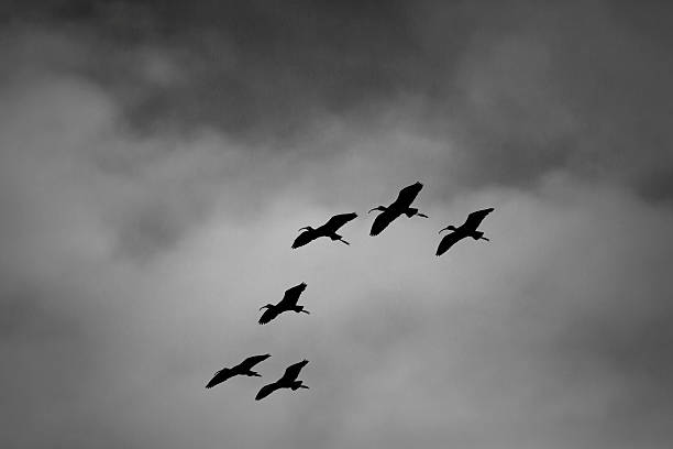 íbis-de-face-branca voando b & w - bird animal flock of birds number 6 - fotografias e filmes do acervo